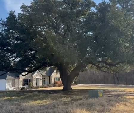 Tree Trimming Services Weatherford TX