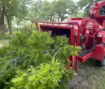 Large Tree Removal Weatherford Tx