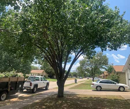 Parker County Tree Service Project