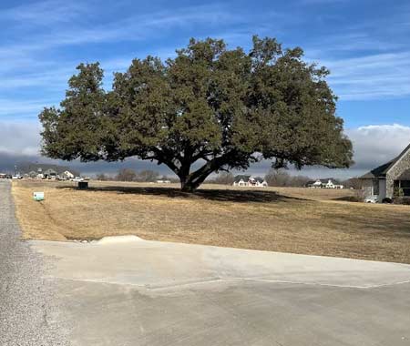 Professional Tree Pruning Weatherford Tx
