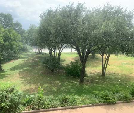 Tree Trimming Weatherford Tx