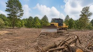 Average Cost to Clear Land: 2026 Price Guide