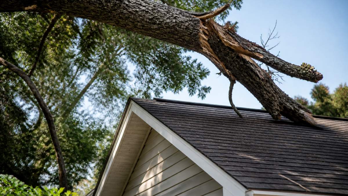 Large dead limb hanging precariously over a residential roof with visible cracks in the bark, photographed in daylight showing the immediate risk to the structure below