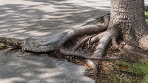 Preventing Tree Root Damage: A Homeowner’s Guide