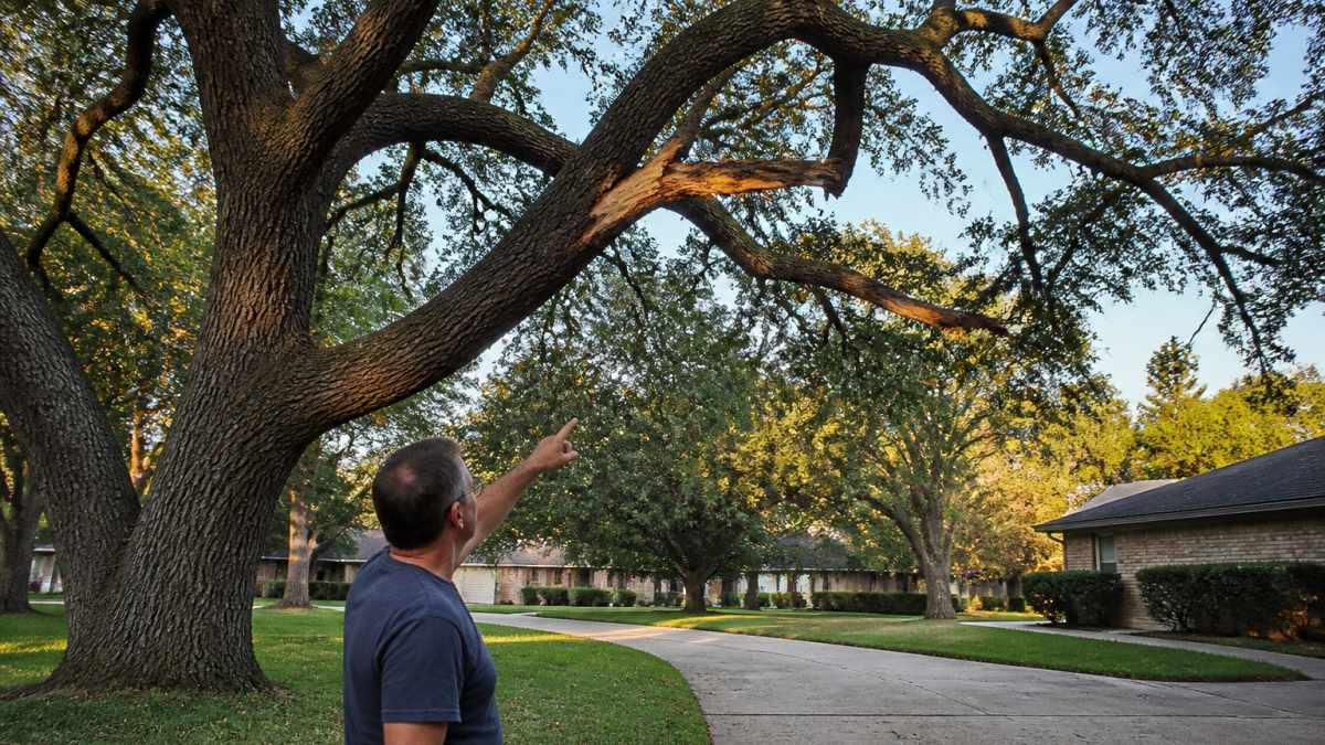 A homeowner standing in a front yard, pointing up at a large oak with a visibly dead, cracked limb hanging over a driveway, late afternoon light, suburban neighborhood