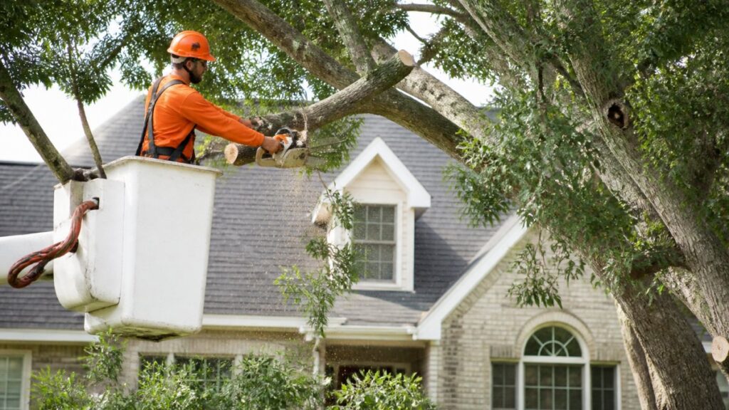 Tree Trimming For Curb Appeal A Homeowners Guide 1792287863