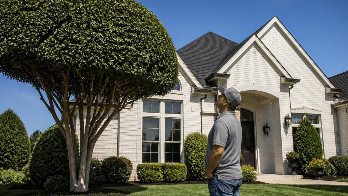 A homeowner standing on a front lawn looking up at a neatly trimmed ornamental tree beside a well-kept house, with clear sightlines to the home's front windows and entryway on a sunny day