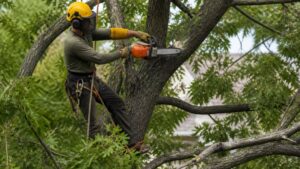 Tree Trimming for Storm Safety: A Homeowner’s Guide