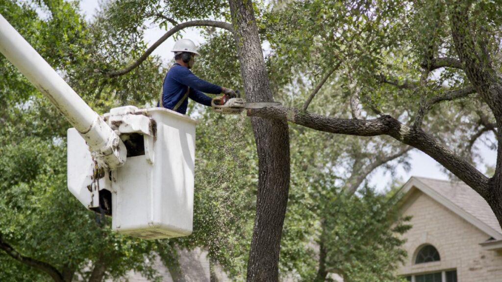 Tree Trimming Services Parker County How To Choose 1792130200