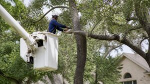 Tree Trimming Services Parker County: How to Choose