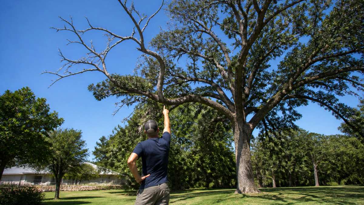 A homeowner standing in a grassy yard looking up at a large live oak with several bare dead branches visible against a clear blue sky, one arm raised and pointing toward the canopy
