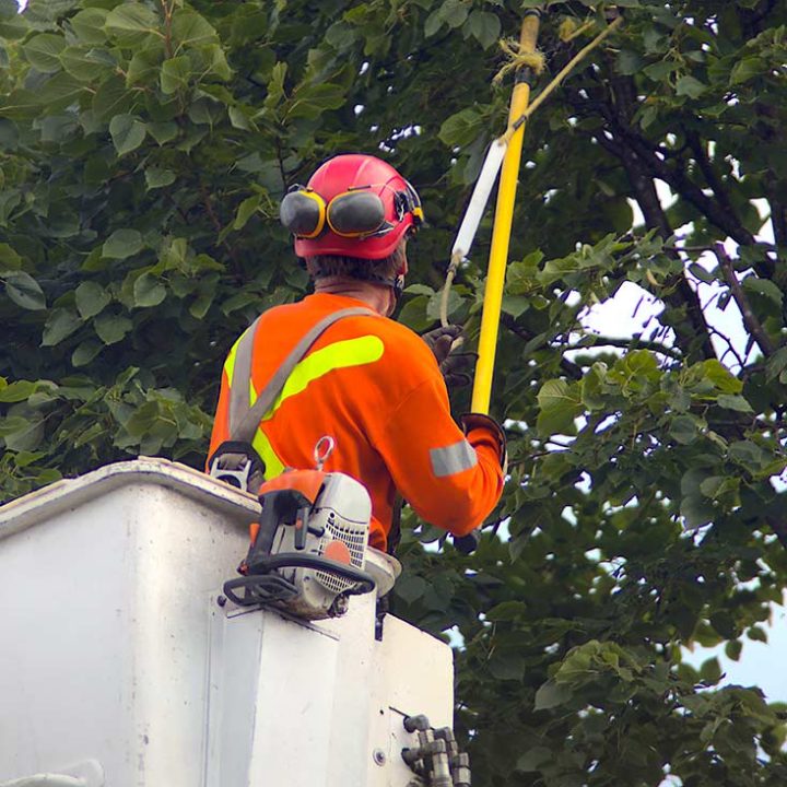 Steves Tree Service Weatherford Texas FAQ