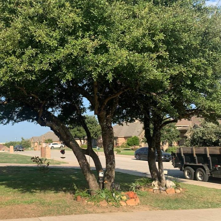 Weatherford TX Trusted Tree Trimming Steves Tree Service