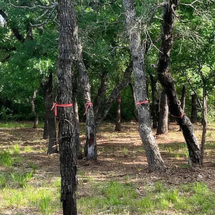 Land Clearing Brush Removal Weatherford Texas